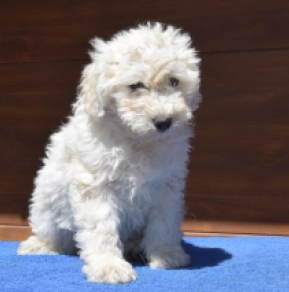 Puli puppy for sale